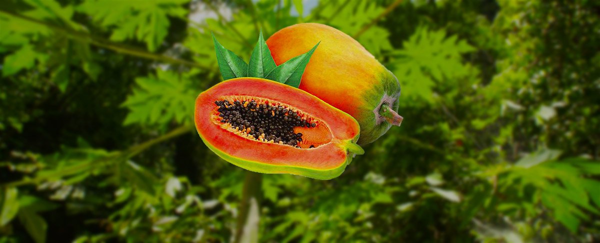 Známá neznámá papája je nejen k jídlu